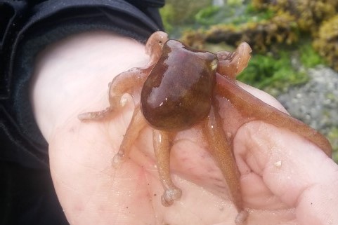A baby red octopus (Octopus rubescens) found hunting on a clam garden on Calvert Island near Hakai Research Station