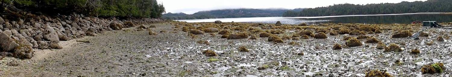 Calvert Island clam garden; Nuxi. Hakai Research Institute