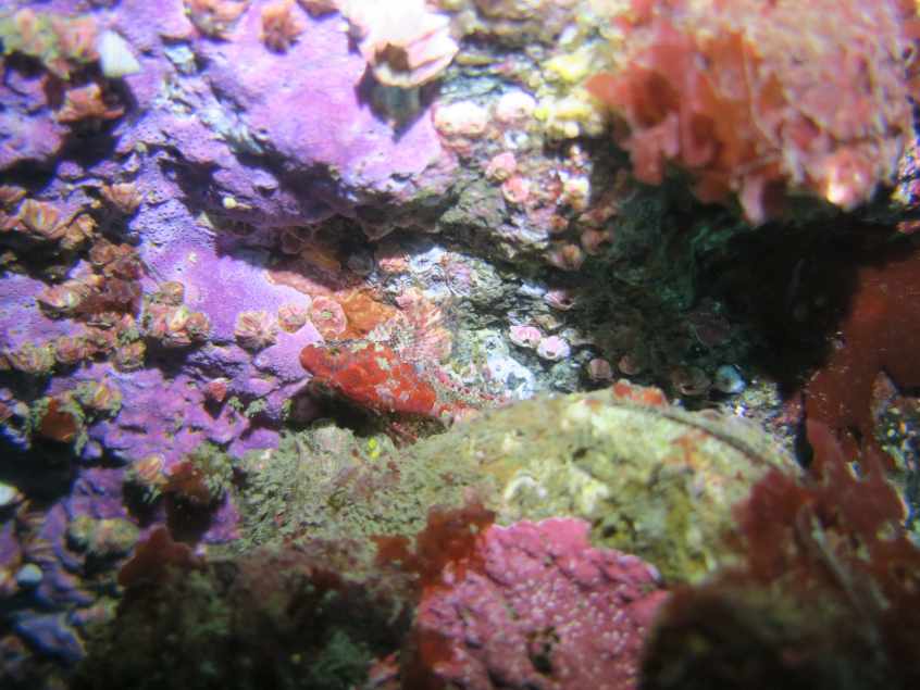 Beautiful and colorful biodiversity while SCUBA diving